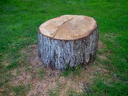 How Our Tree Care Process Works  in  Walton Hills, OH