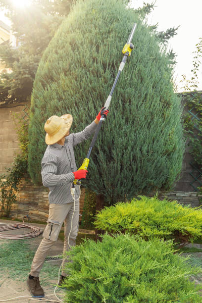 Best Fruit Tree Pruning  in Walton Hills, OH